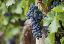 Tuscany Wine Tour Itinerary Exploring Tuscany: The Ultimate Wine Tour Itinerary for Wine Lovers