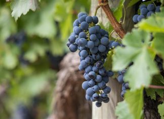 Tuscany Wine Tour Itinerary Exploring Tuscany: The Ultimate Wine Tour Itinerary for Wine Lovers